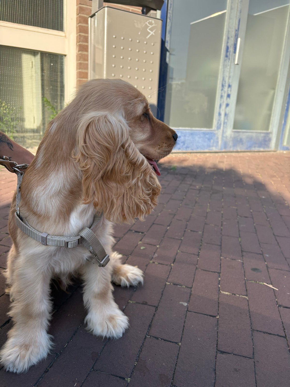 Cocker spaniël puppy, Parvo, Particulier, Reu, 8 tot 15 weken