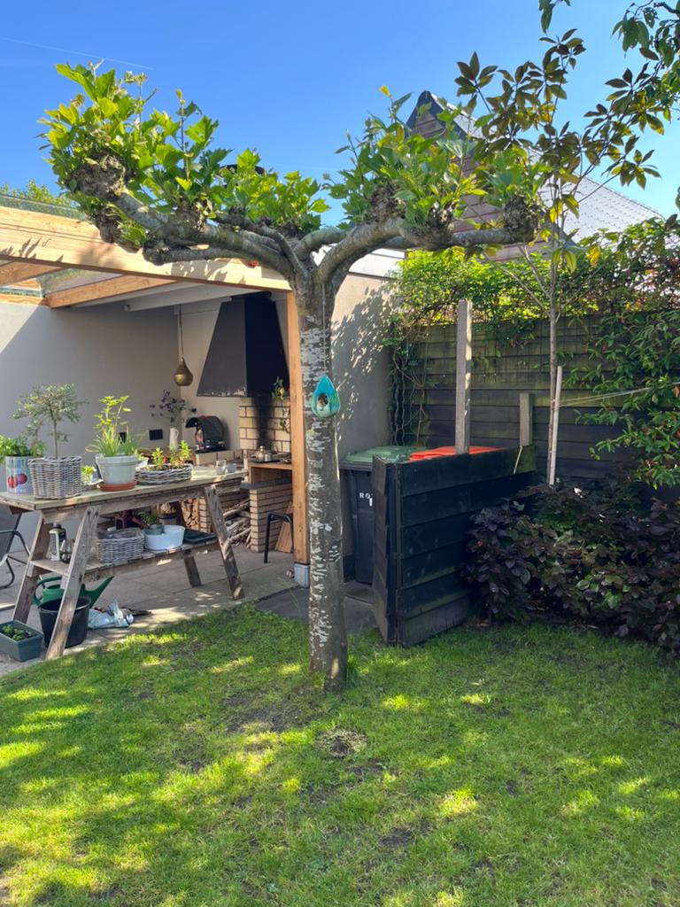 Plataan, Tuin en Terras, Lente, Dakboom, 250 tot 400 cm, Ophalen
