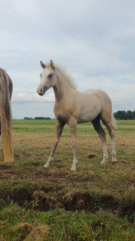Super lief merrieveulen, Dieren en Toebehoren, Merrie, Niet van toepassing, 0 tot 2 jaar, Recreatiepony