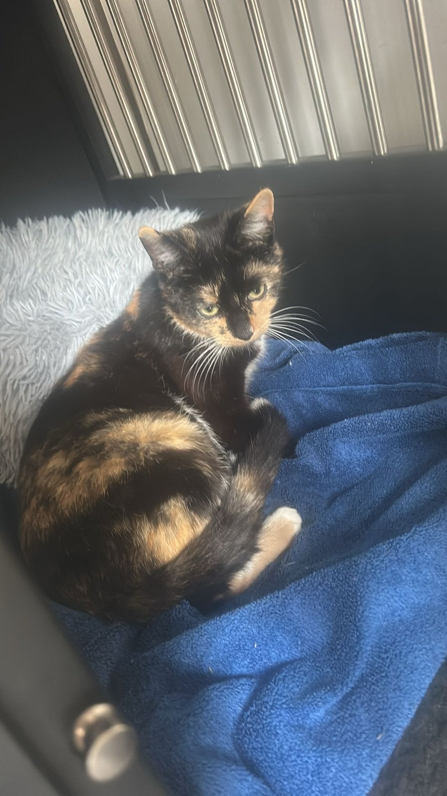 Poes , 1,5 jaar, Poes