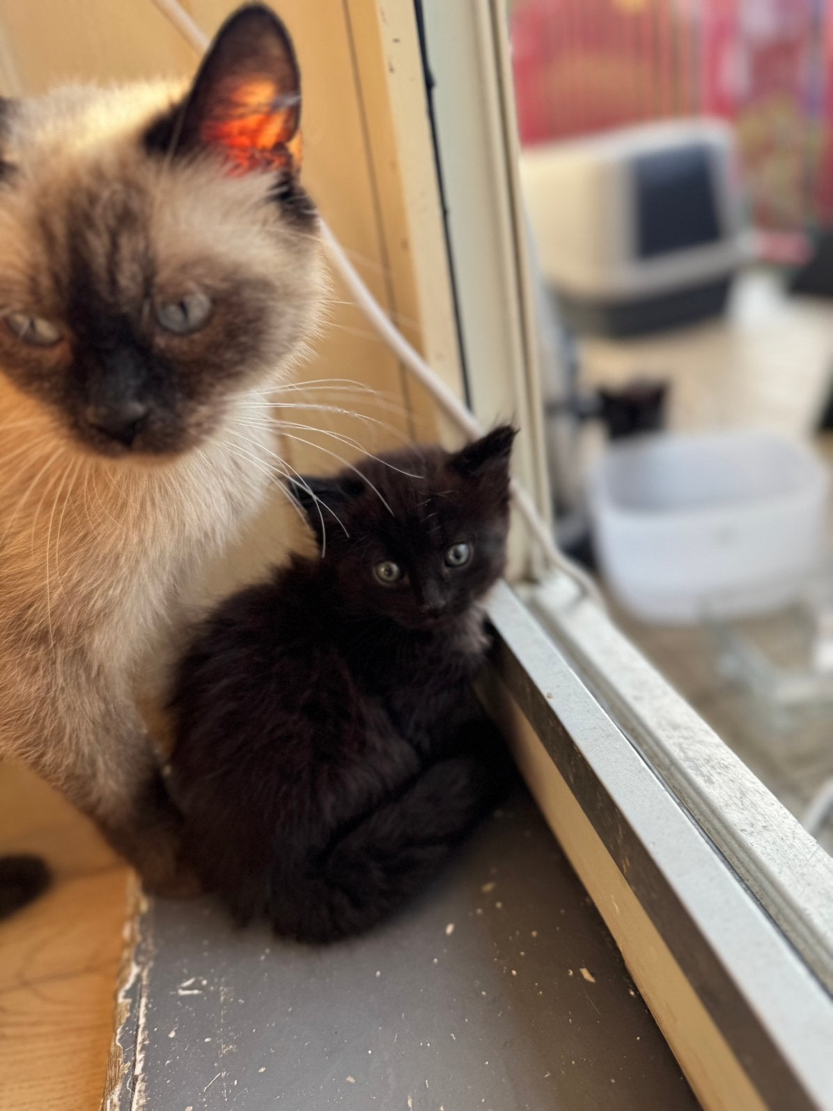 Siamese chocolate point te koop, Dieren en Toebehoren, Poes, Gechipt