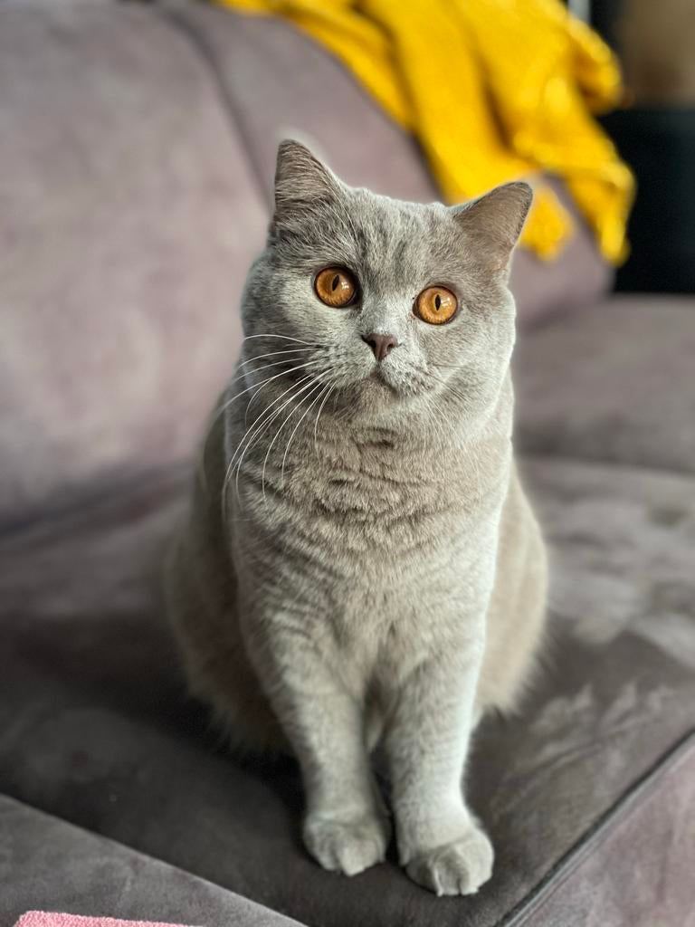 Twee lieve Britse Korthaar katten zoeken een nieuw thuis, Dieren en Toebehoren, Katten en Kittens | Raskatten | Korthaar, Poes