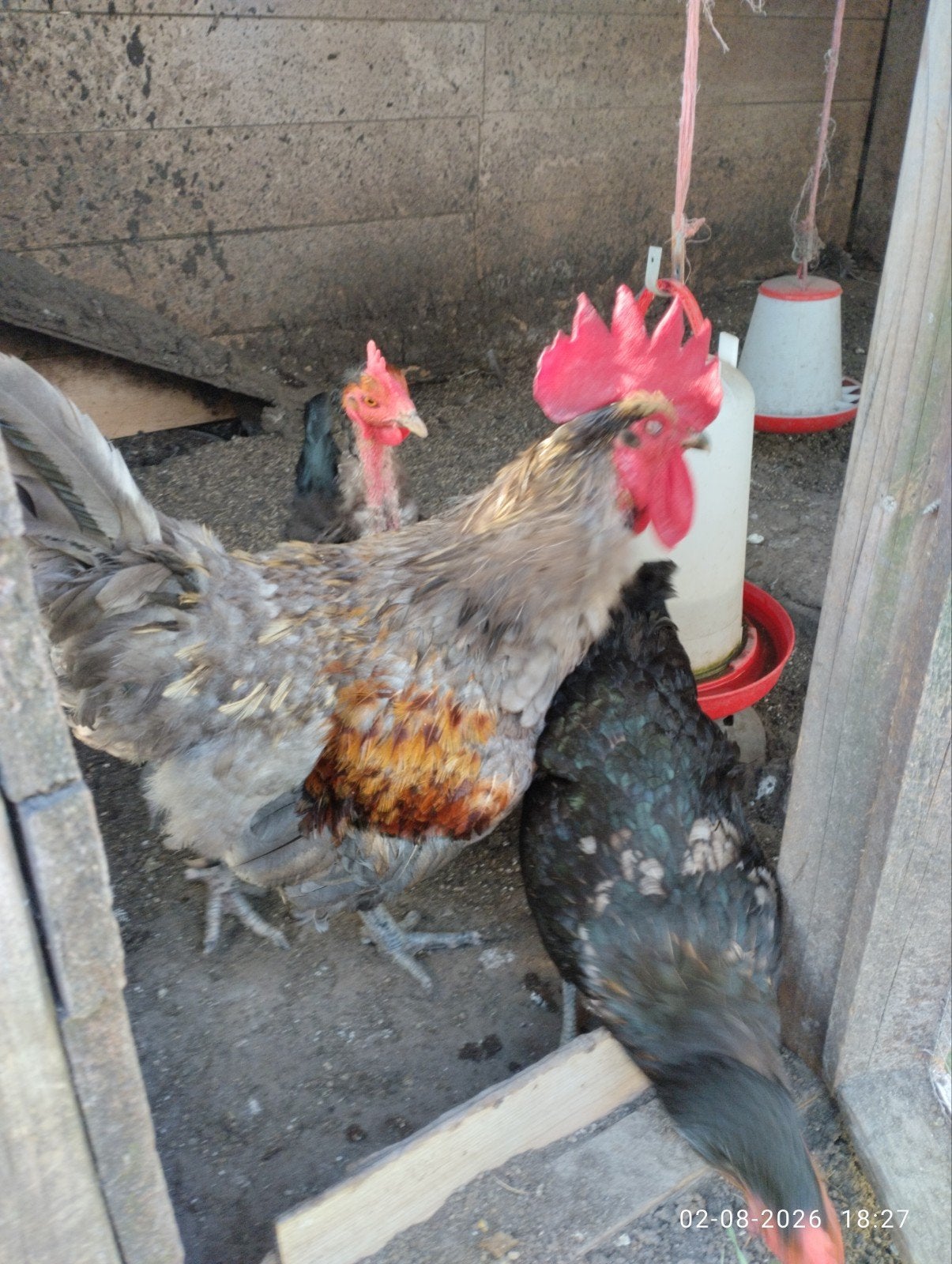 haan gratis ophalen zelf vangen, Dieren en Toebehoren, Pluimvee, Mannelijk, Kip