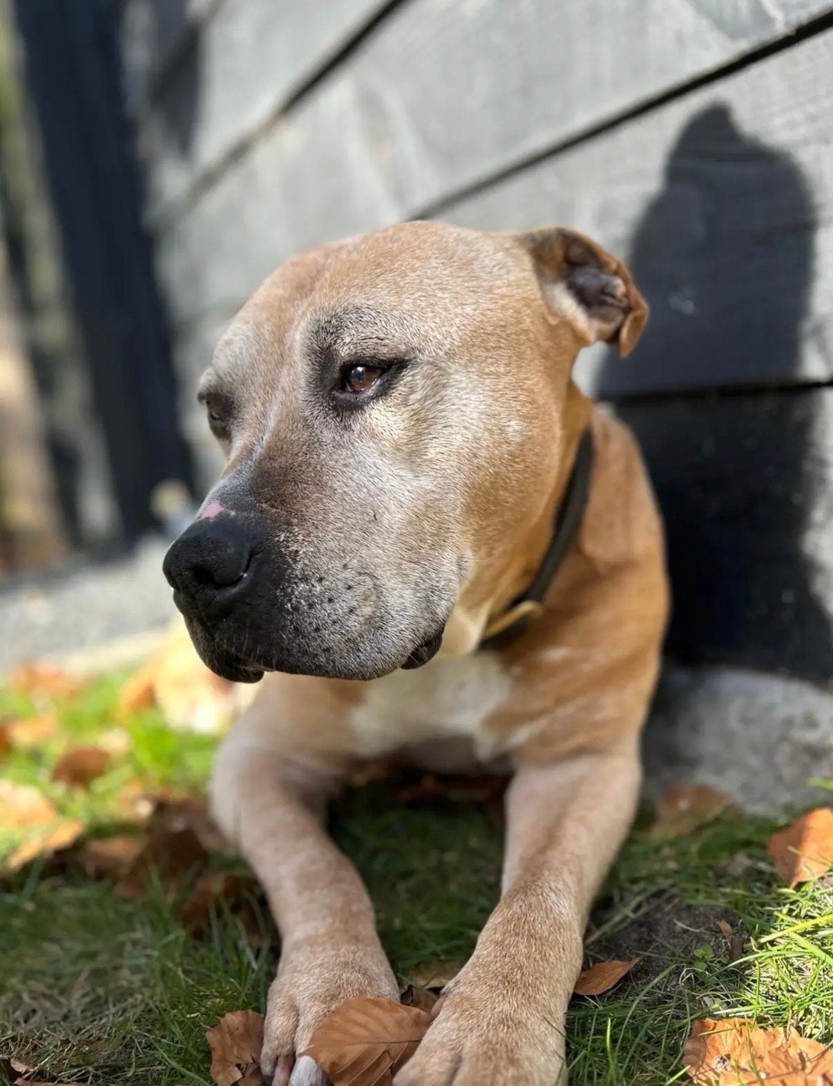 Honden oppas gezocht en aangeboden, Particuliere oppas