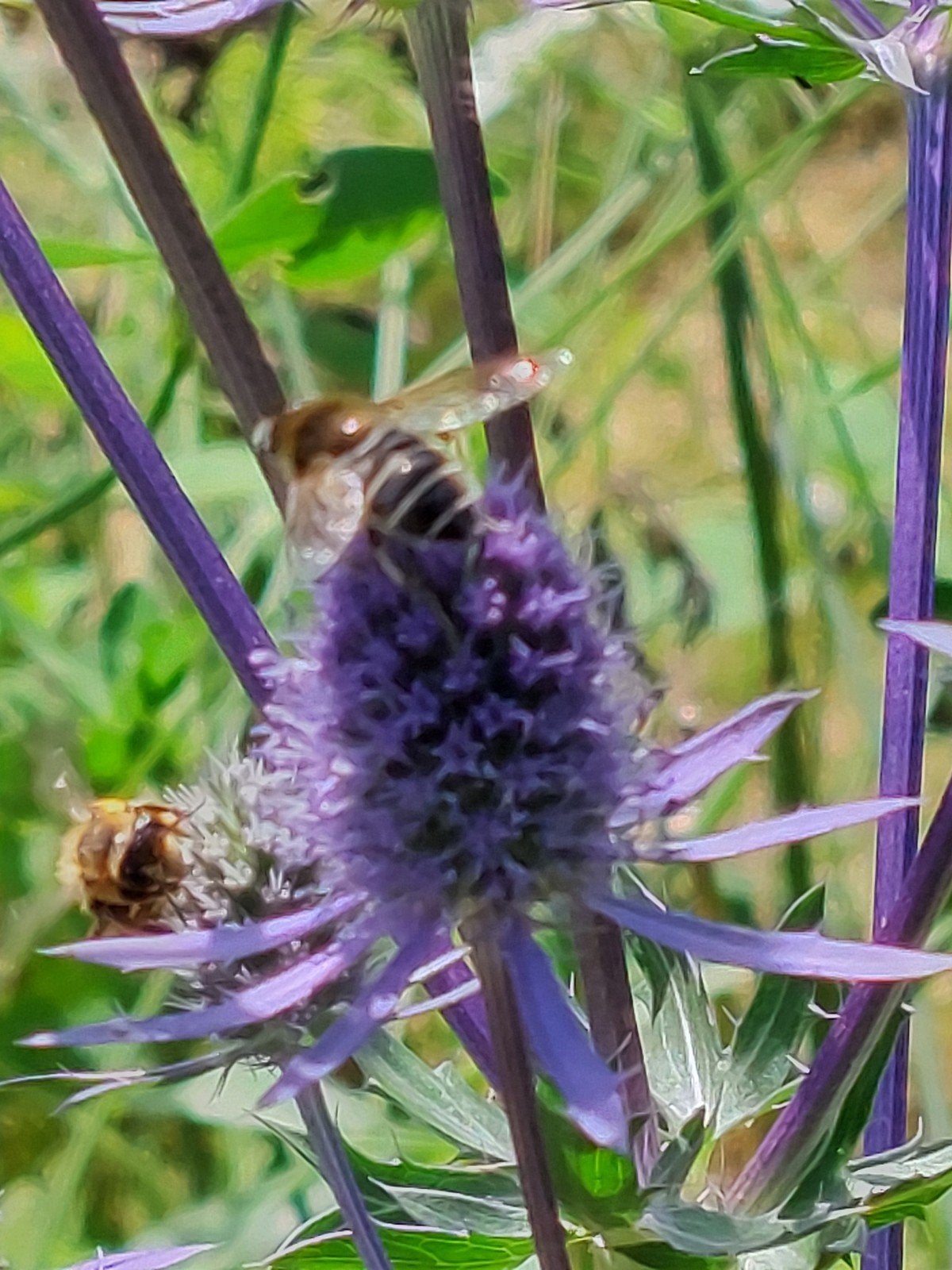 zaden Eryngium planum Blue Glitter, Verzenden, Voorjaar, Volle zon, Zaad
