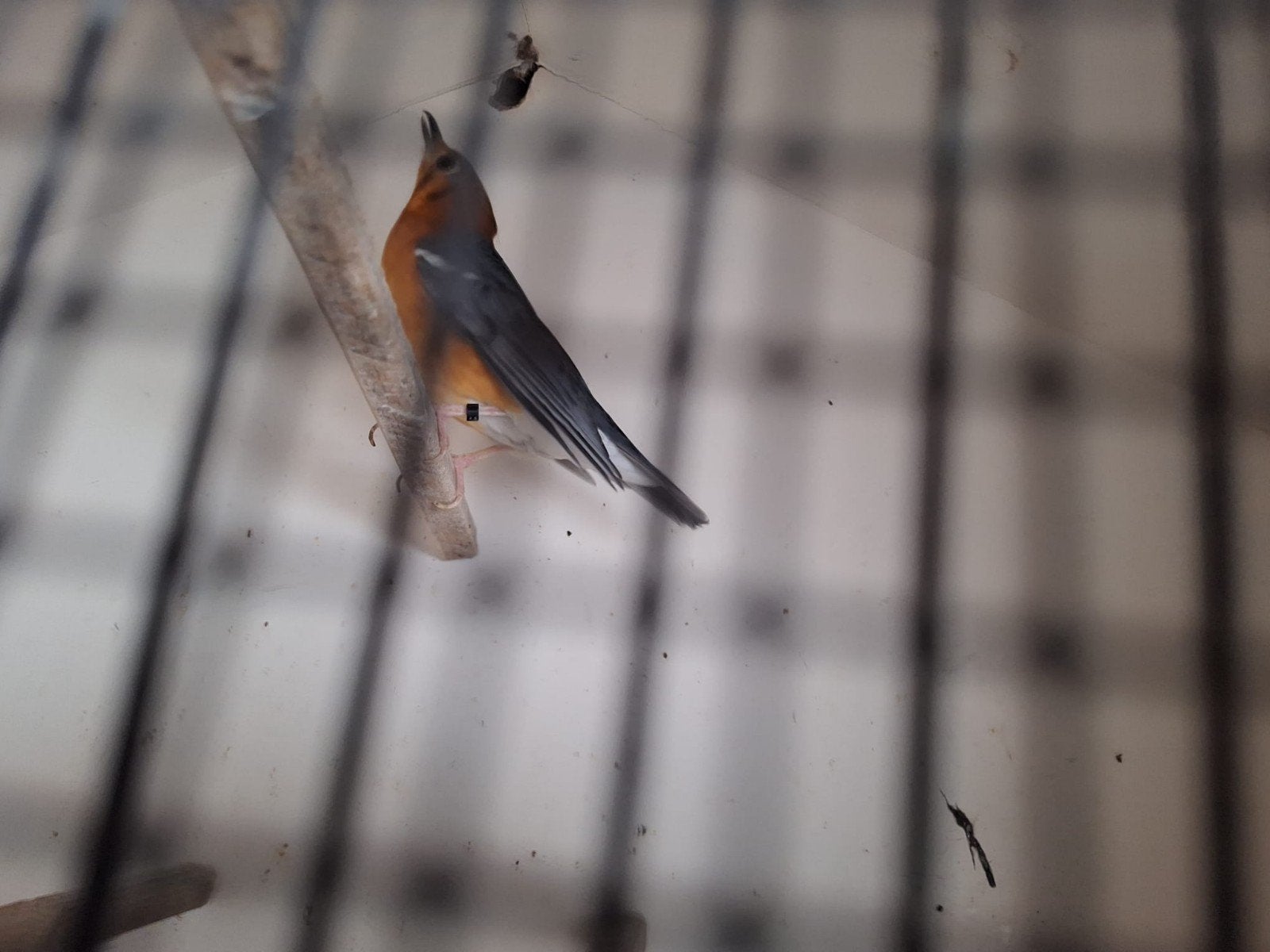 te koop mooie man  damalijster, Dieren en Toebehoren, Mannelijk, Wildzangvogel, Geringd