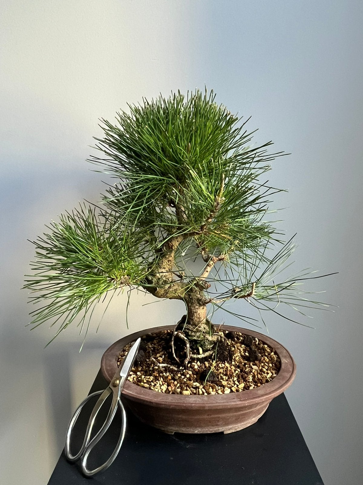 Pinus thunbergii Bonsai, Verzenden, Overige soorten, Volle zon