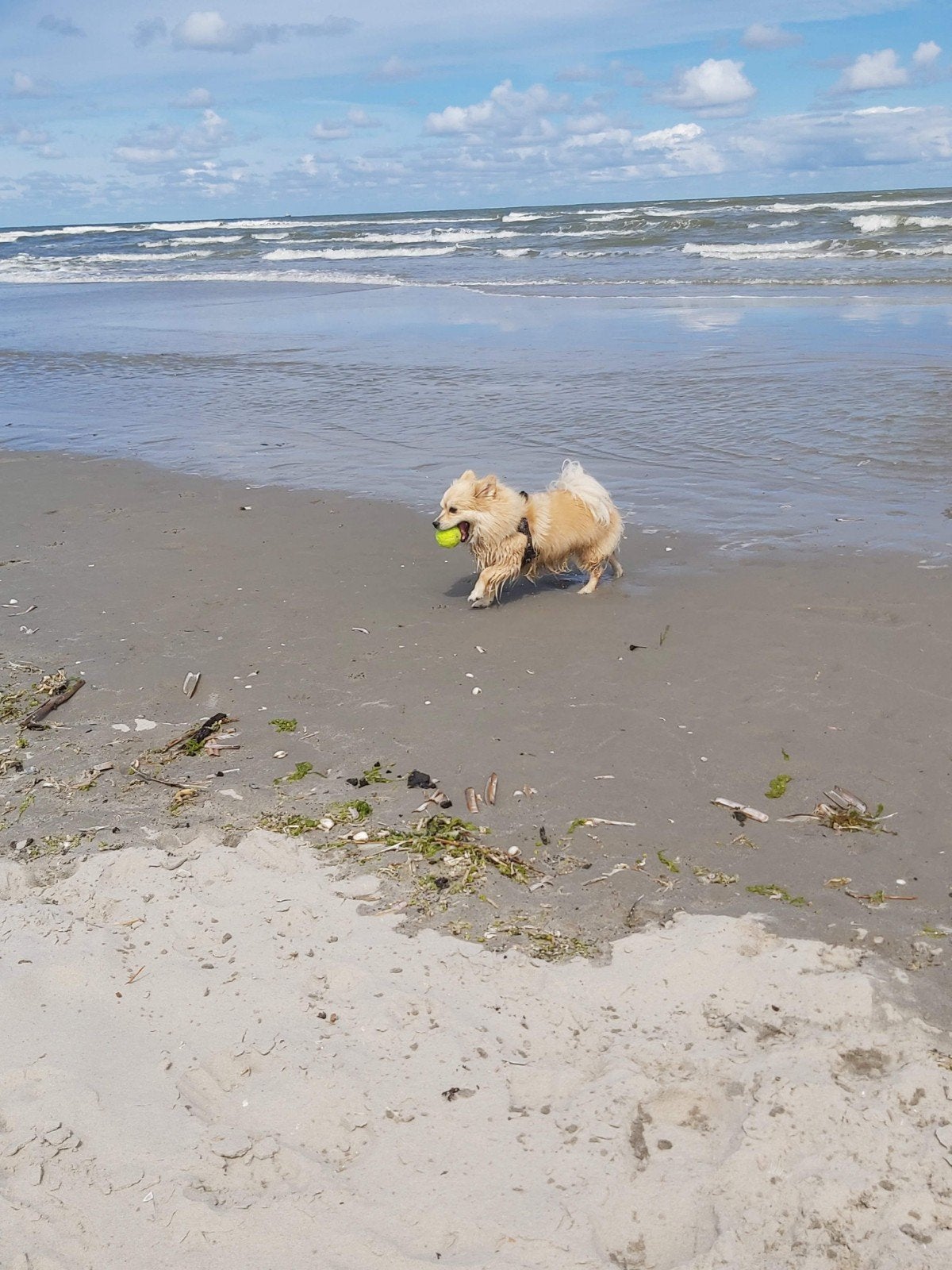 GEZOCHT keeshondje, Spitz GEZOCHT!!, Keeshond, Reu, Eén hond, 3 tot 5 jaar