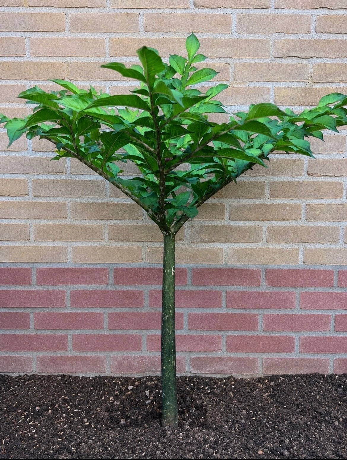 Konjac plant (Amorphophallus konjac), Volle zon, Vaste plant, Lente, Ophalen