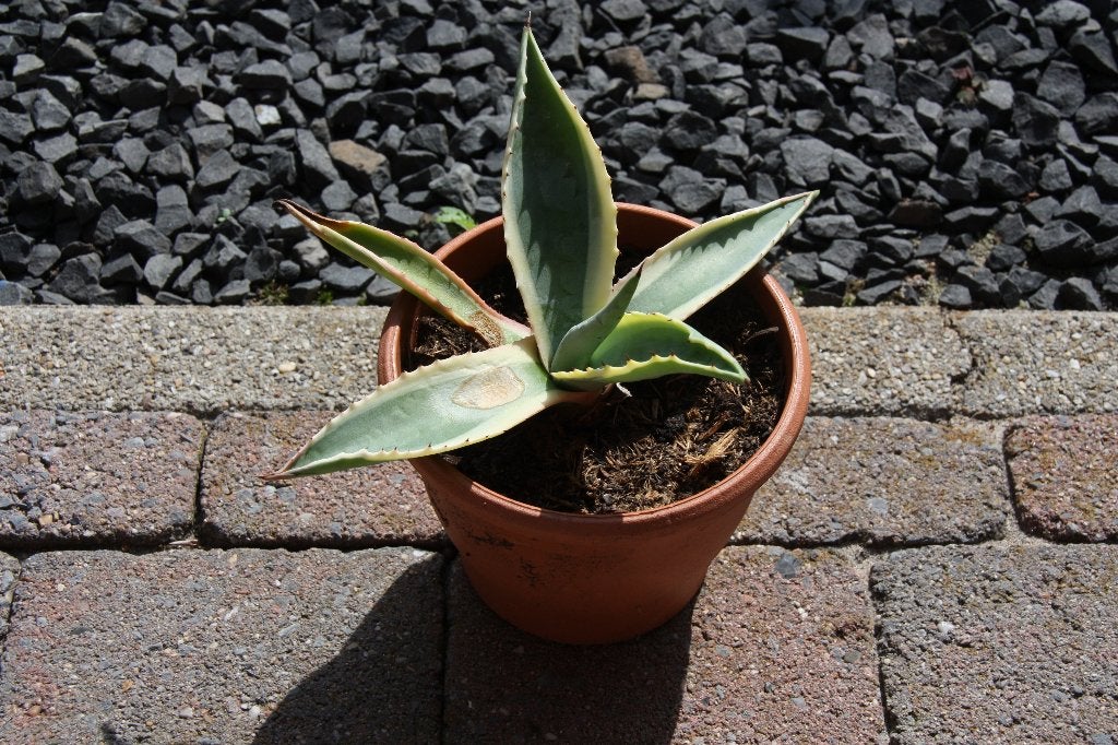 Agave plant stek, Overige soorten, Volle zon, Vaste plant, Ophalen of Verzenden