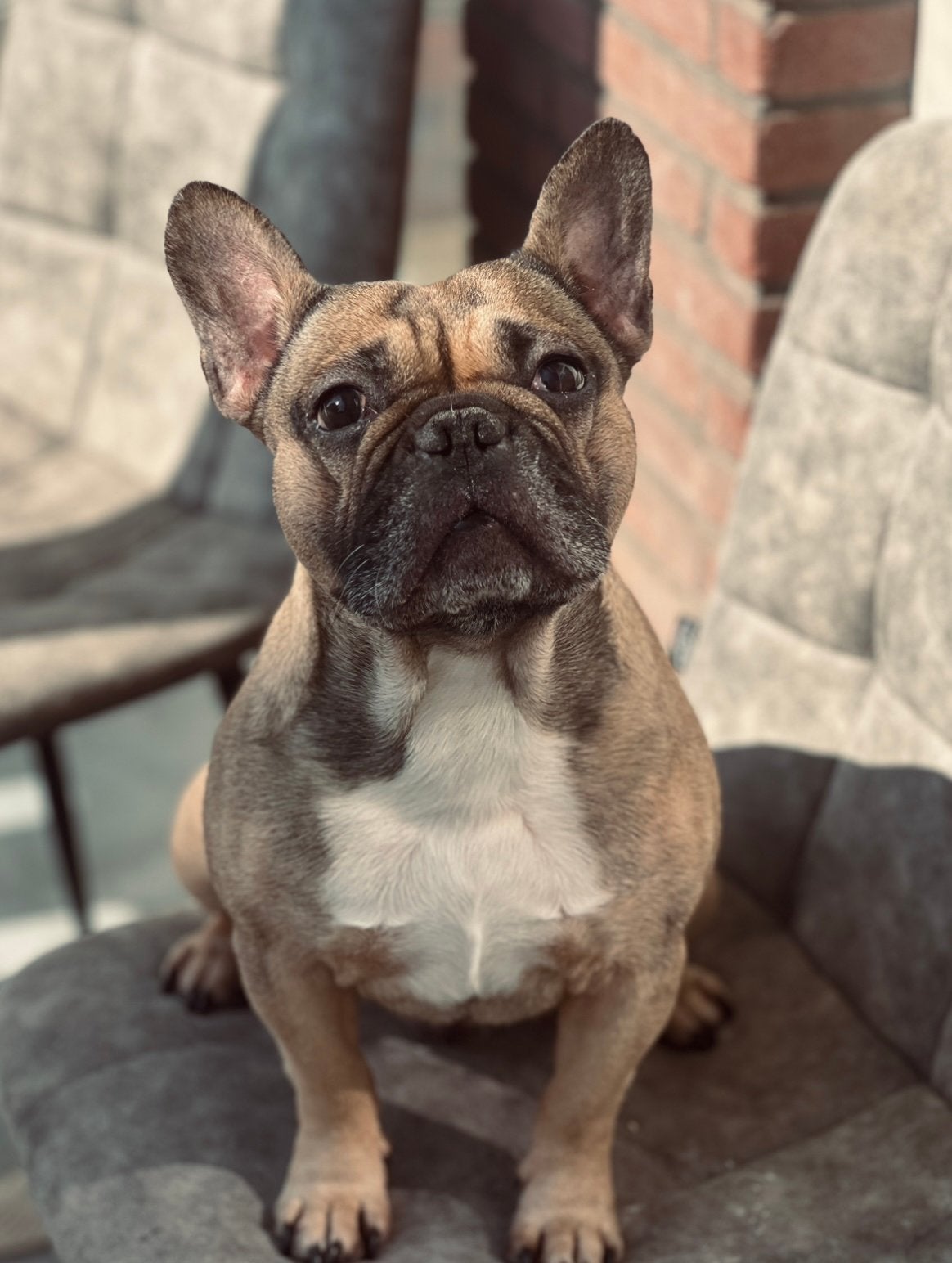Lieve dekreu beschikbaar, 6 jaar of ouder, Eén hond, Nederland, Particulier