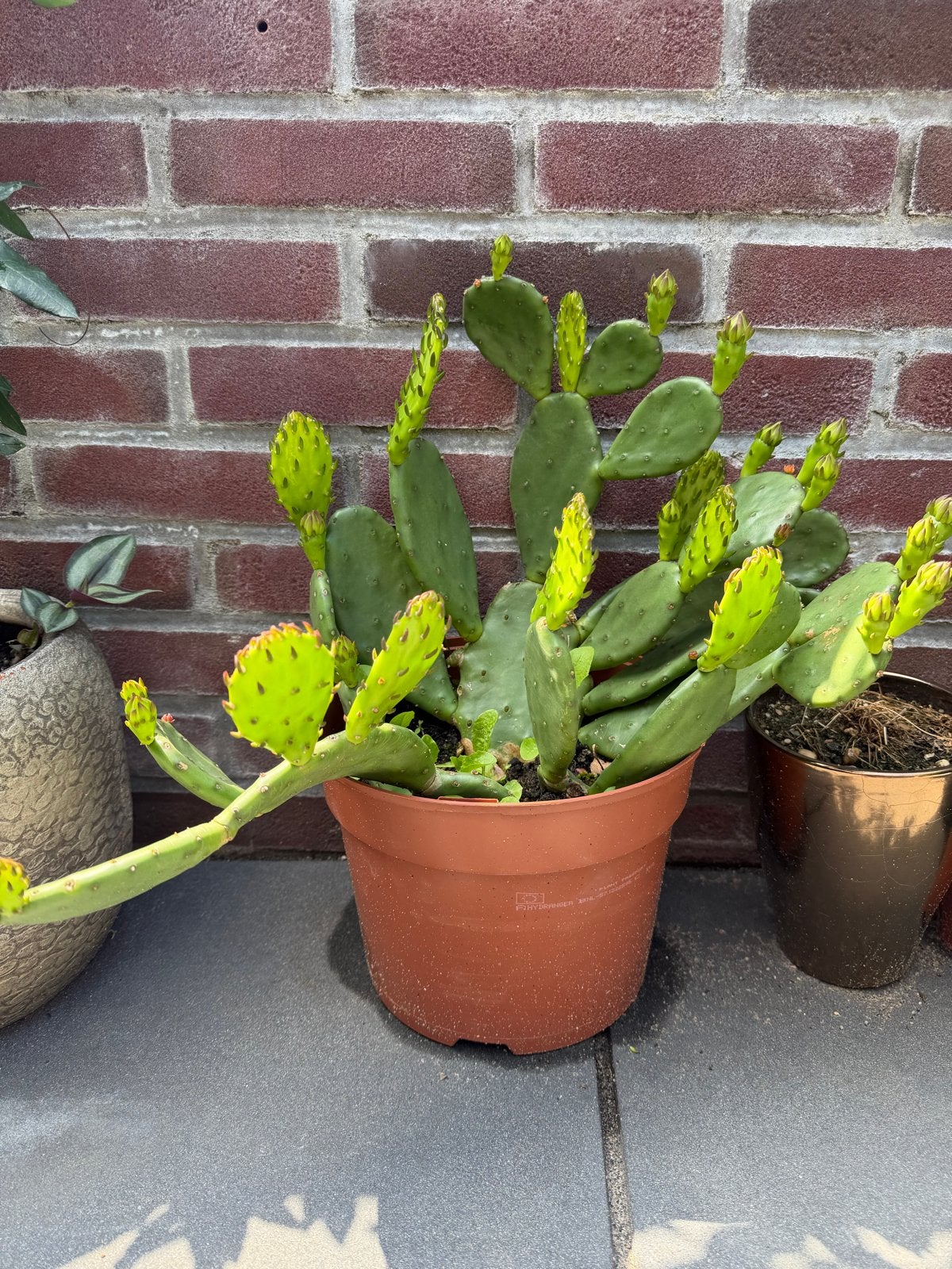 Grote Opuntia cactus in pot, Overige soorten, Volle zon, Vaste plant, Ophalen of Verzenden
