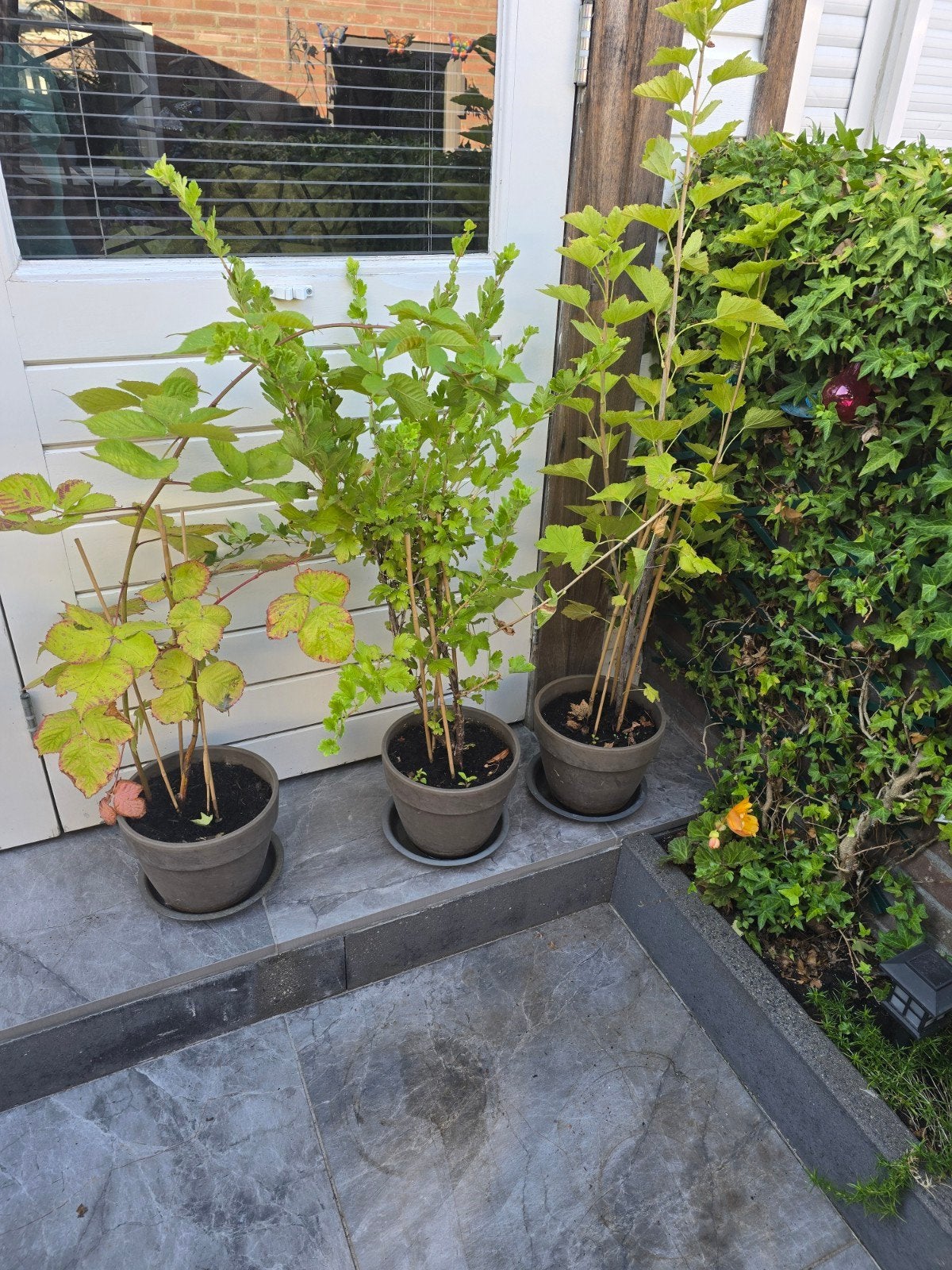 fruit planten struiken in pot, Ophalen, Overige soorten, Minder dan 100 cm