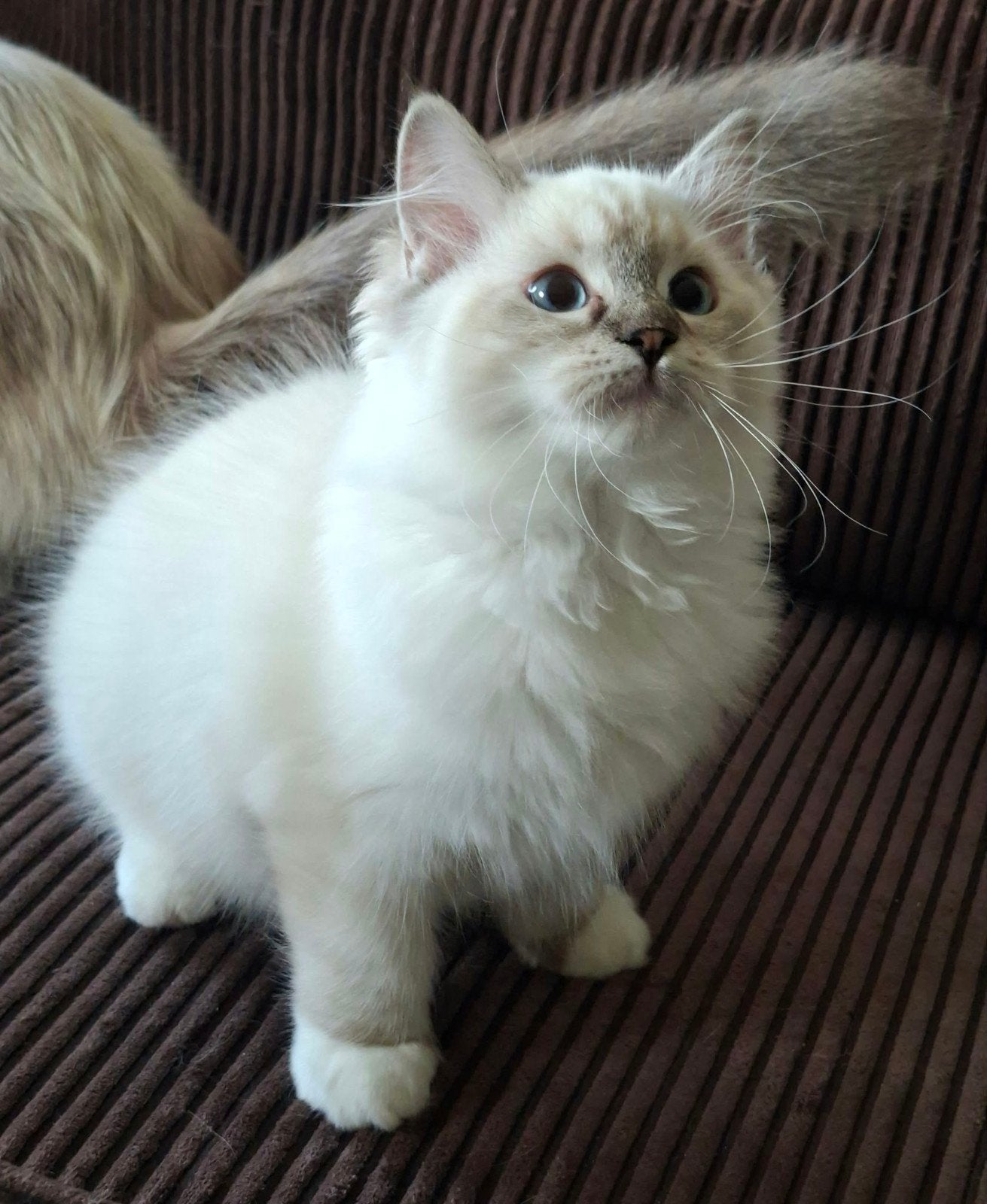 Prachtige raszuivere Ragdoll kittens mogen verhuizen!, Dieren en Toebehoren, Meerdere dieren, Gechipt, 0 tot 2 jaar