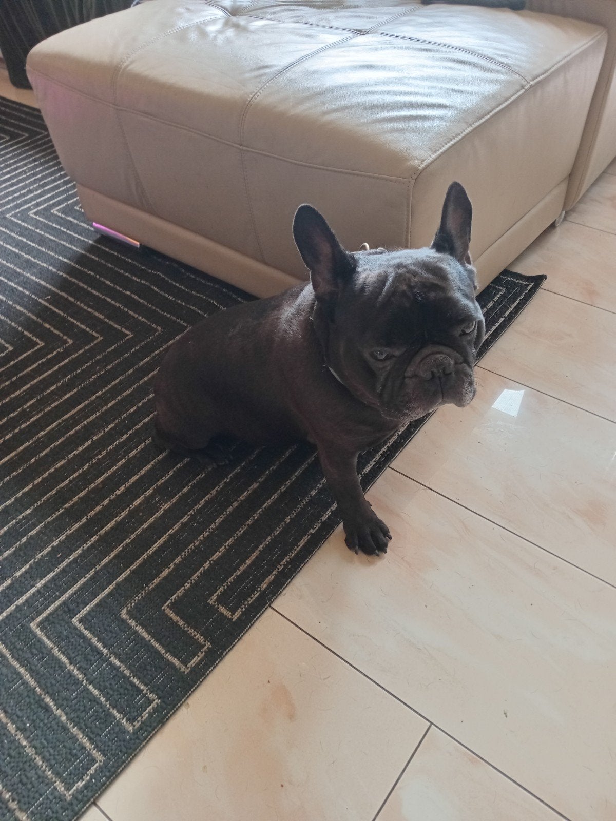 Dekreu Franse Bulldog zwart-bruin, 6 jaar of ouder, Parvo, Eén hond, Nederland
