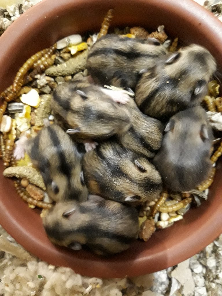 Dwerghamster baby's, Hamster, Juli, Meerdere dieren, Tam