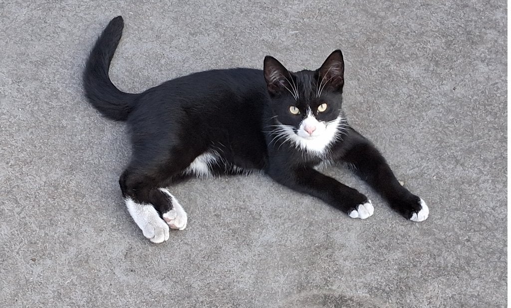 Gezellige kittens te koop!!, Dieren en Toebehoren, Katten en Kittens | Overige Katten, Meerdere dieren, Kortharig, 0 tot 2 jaar