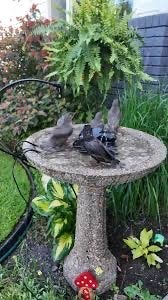 GEZOCHT: Vogelbad van beton met grint, Tuin en Terras, Ophalen of Verzenden, Gebruikt