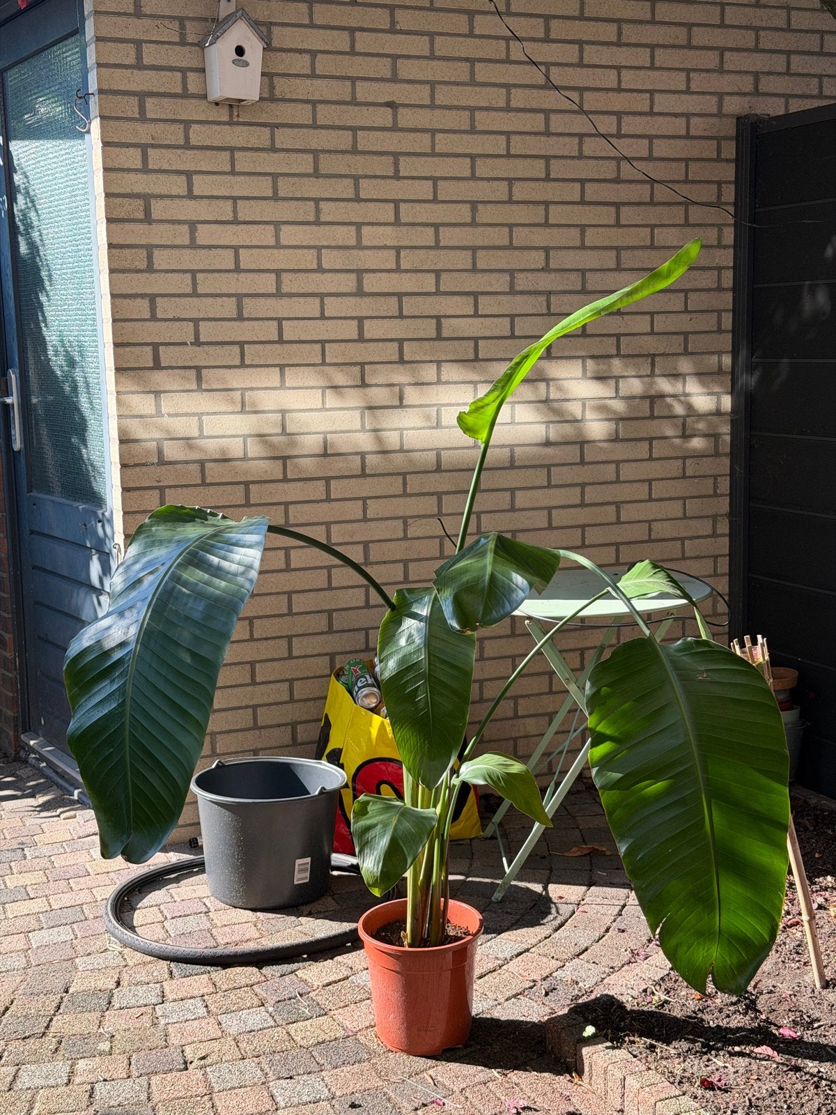 Strelitzia Nicolai - Paradijsvogelplant, Tuin en Terras, Volle zon, Vaste plant, Bloeit niet, Ophalen