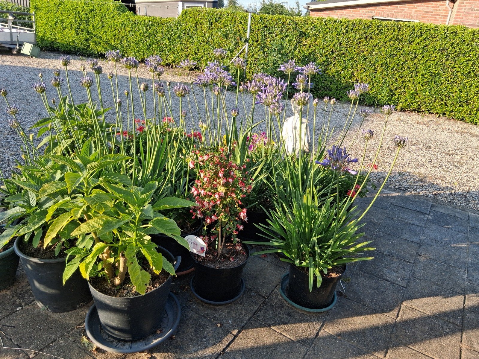 Agapanthus blauw en wit, Ophalen, Overige soorten
