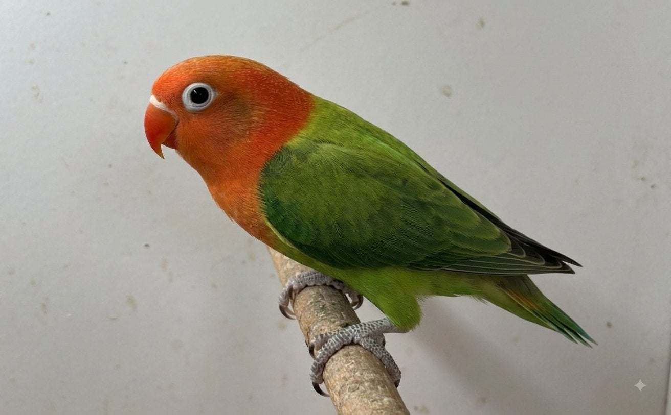 Jonge agapornis fischeri dwergpapegaai, Dieren en Toebehoren, Geslacht onbekend, Dwergpapegaai of Agapornis, Geringd