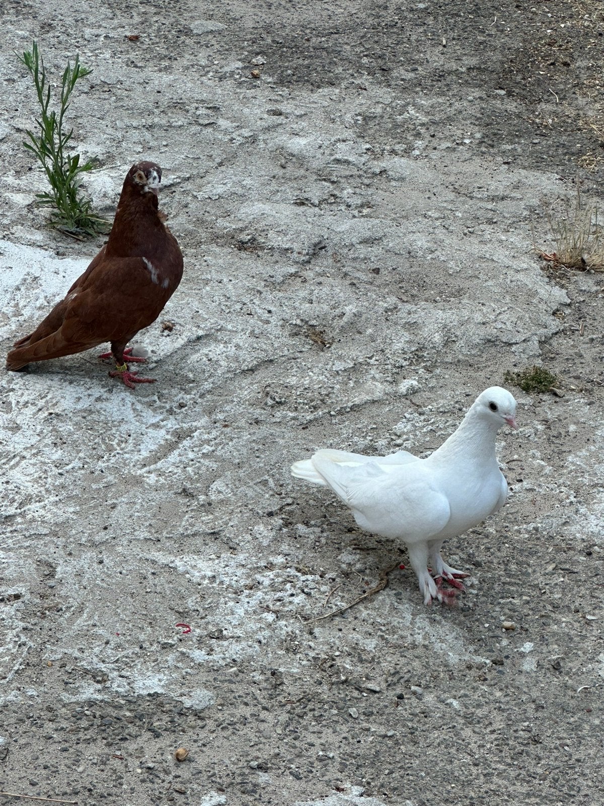 Sierduiven, Meerdere dieren, Overige soorten