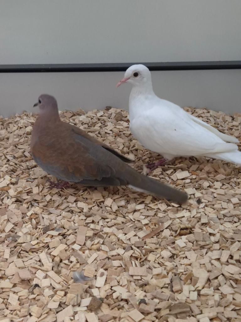 Senegal tortelduiven, Meerdere dieren, Tropenvogel, Geringd