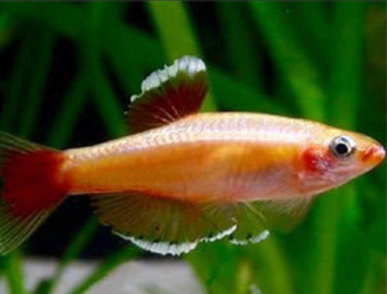 Chinese Danios. Eigen kweek. Volwassen maat., Vis