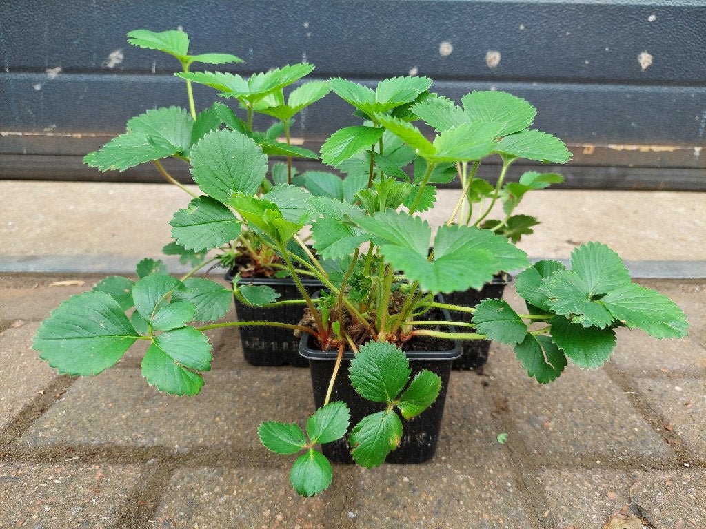 Fragaria x Ananassa 'Ostara' - Doordragende Aardbei H: 25 cm, Ophalen, Volle zon, Vaste plant, Zomer