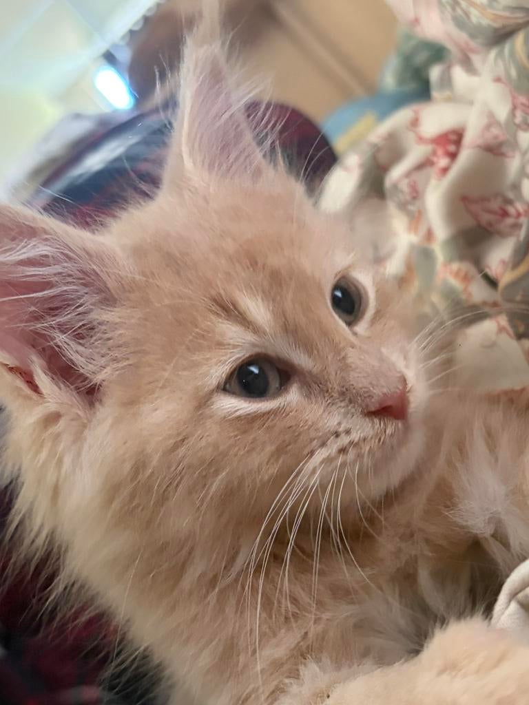 2 maine coon te koop!, Dieren en Toebehoren, Meerdere dieren, Ontwormd