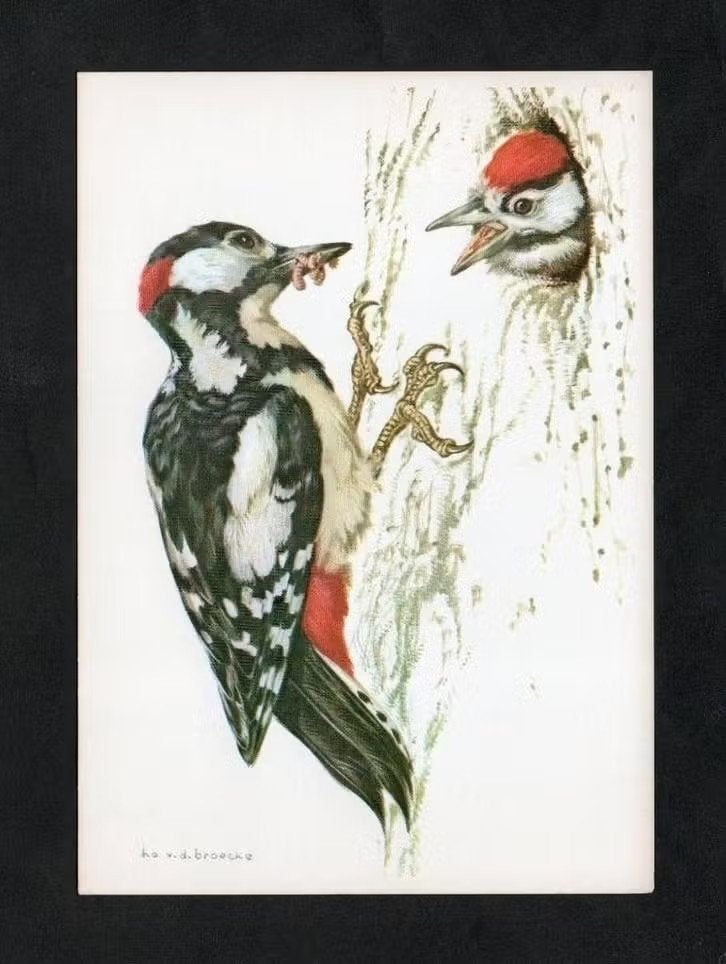 Grote Bonte Specht Dendrocopos Major door Ko v.d. Broecke., Ophalen of Verzenden, 1980 tot heden, Ongelopen, Vogel