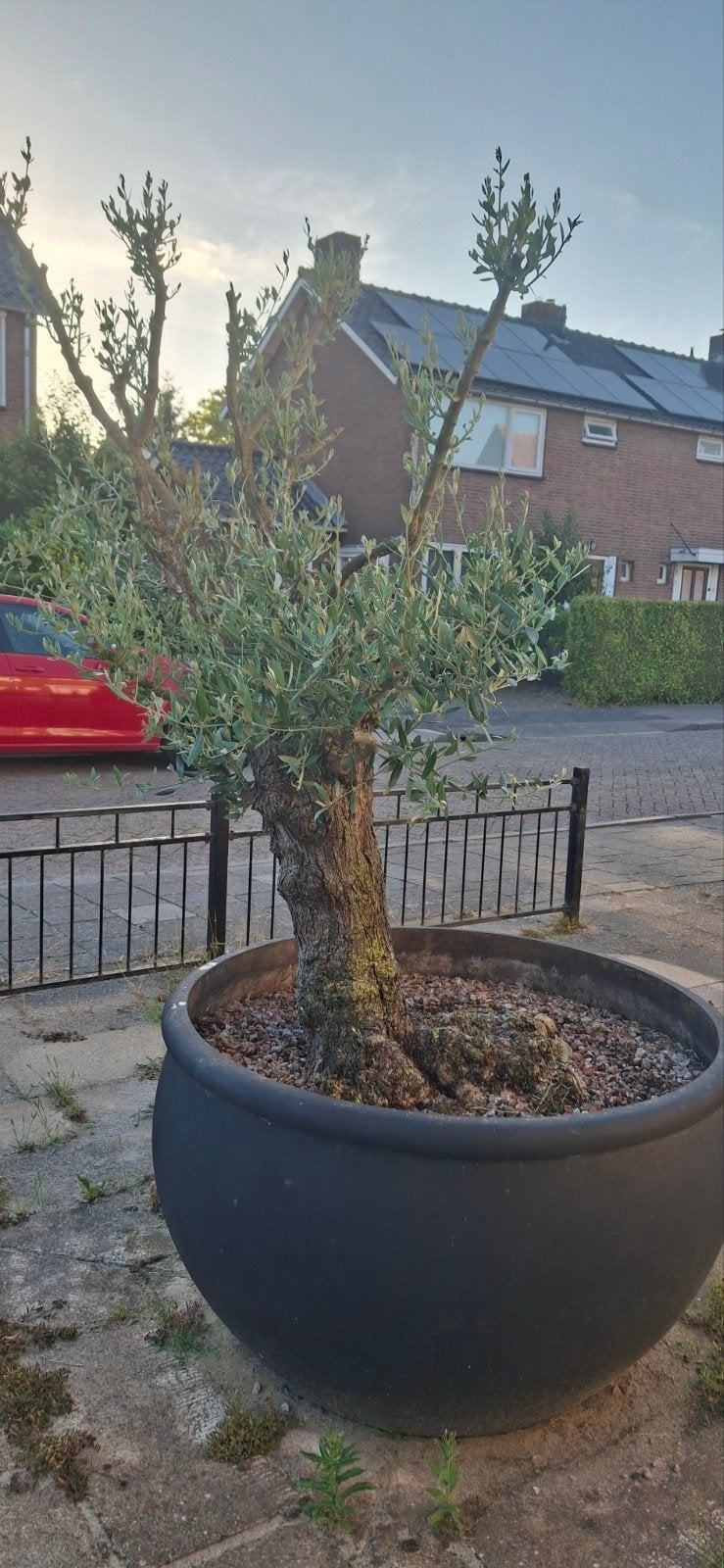 Grote Olijfboom in een kuip., Lente, 100 tot 250 cm, Olijfboom, Ophalen