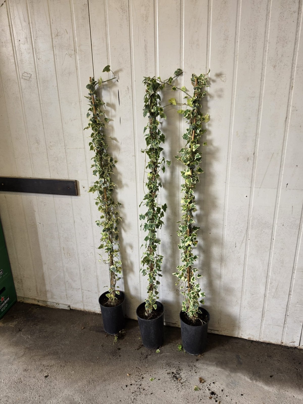 Nieuw hedera elegantisima 150 cm + bossig zeer mooi pst 5,95, Ophalen, Vaste plant, Bloeit niet, Halfschaduw
