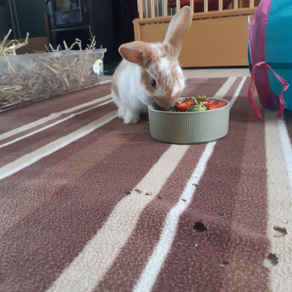 Baby dwerg hangoor konijntjes te koop!, Meerdere dieren, Dwerg, Hangoor, 0 tot 2 jaar