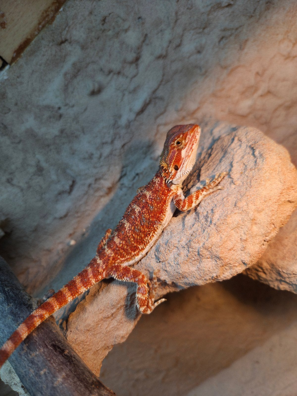 Mooie spanishred line  baardagaam vrouwtje aangeboden, Dieren en Toebehoren, Reptielen en Amfibieën, Hagedis, 0 tot 2 jaar, Tam