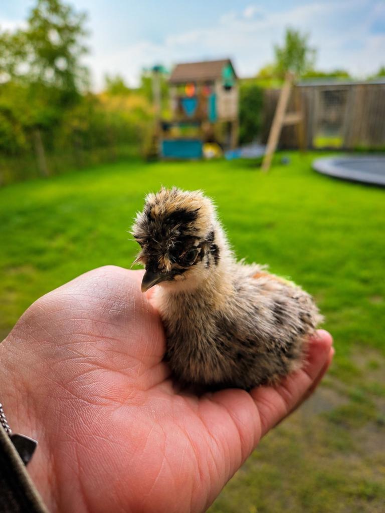 Zijdehoen kuikens * 3 weken *, Dieren en Toebehoren, Geslacht onbekend, Kip