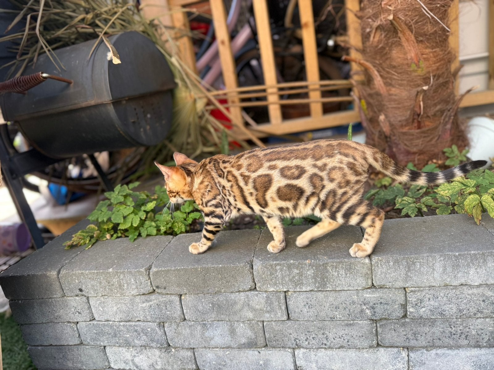 Bengaal poes met stamboom, Poes, Met stamboom