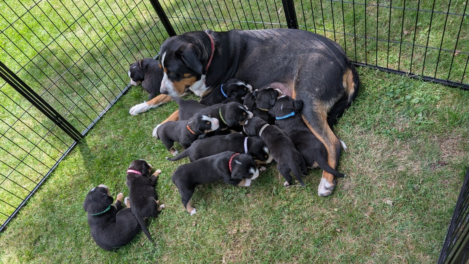 Grote Zwitserse Sennen pups, Overige rassen, 8 tot 15 weken, Meerdere dieren, Eén hond