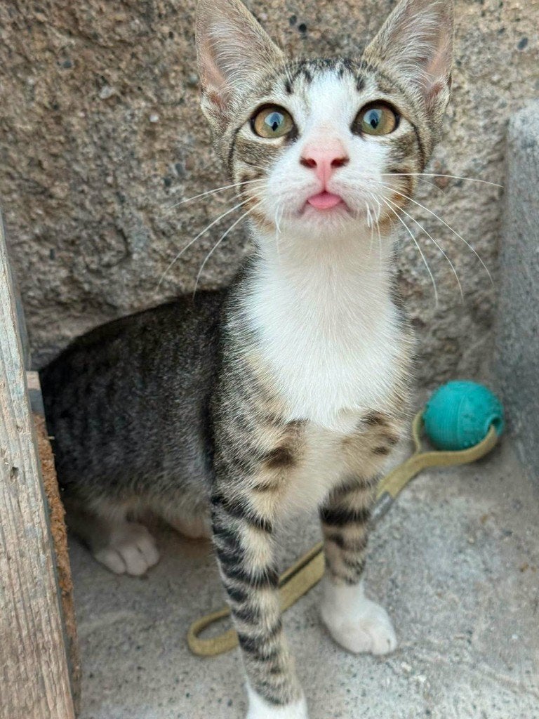 Jarela, Wonka, 14-02-2026 geboren in de refugio, Kater, Kortharig, 0 tot 2 jaar