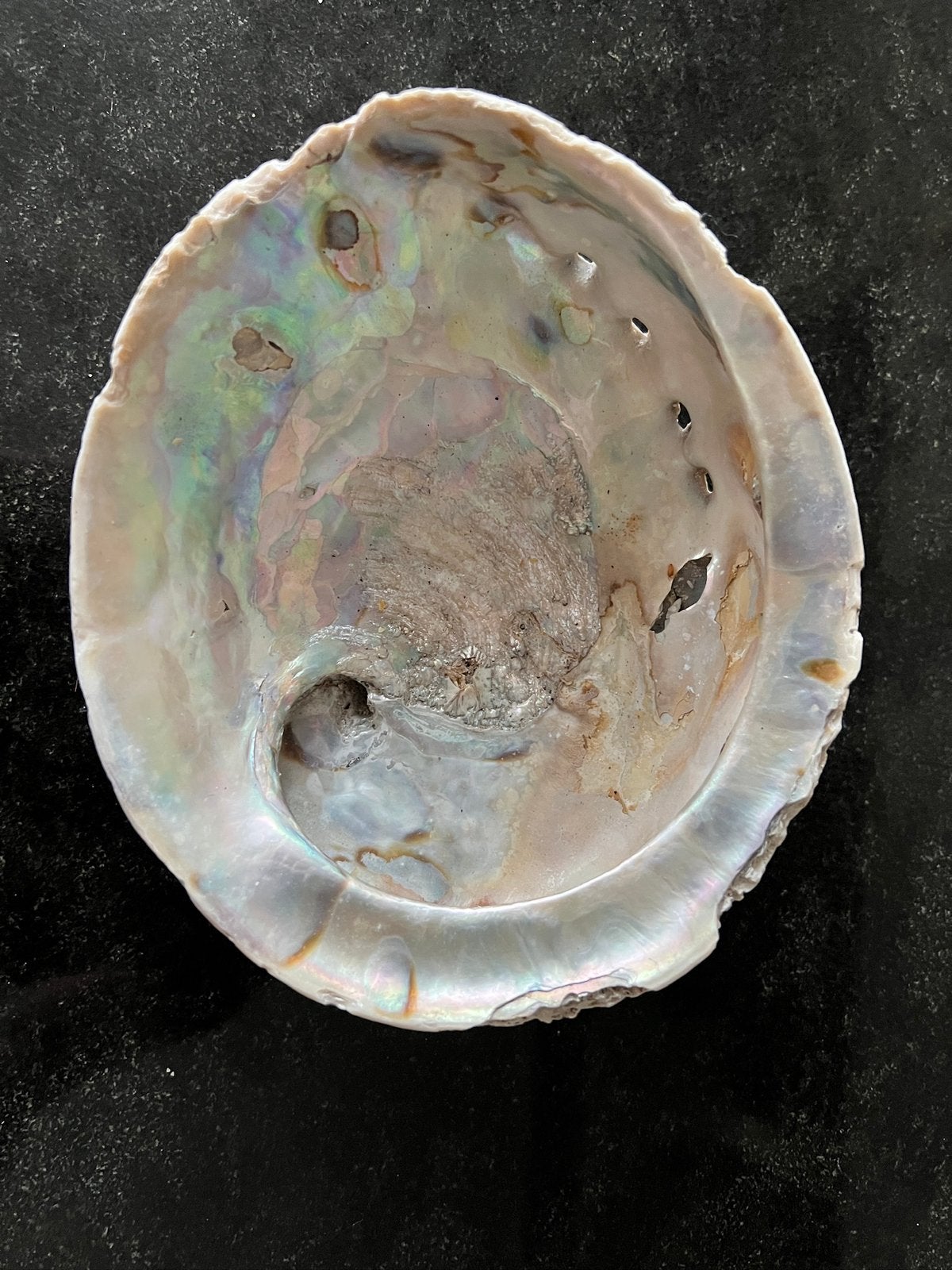 Bijzondere schelp, Ophalen of Verzenden, Schelp(en)