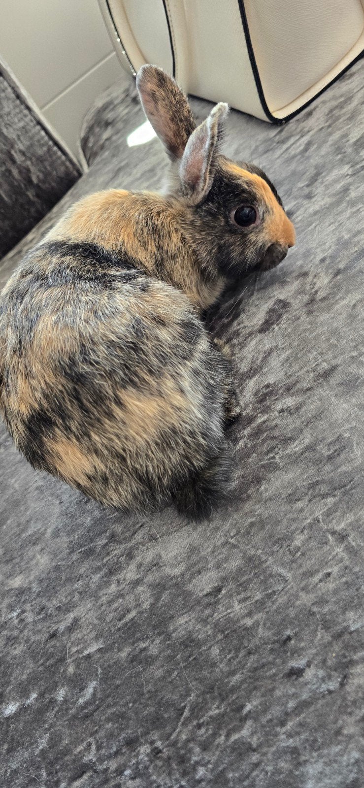 te koop 2 konijnen vrouwtjes
super lief ligt graag bij je

s, Dieren en Toebehoren, Vrouwelijk, 0 tot 2 jaar