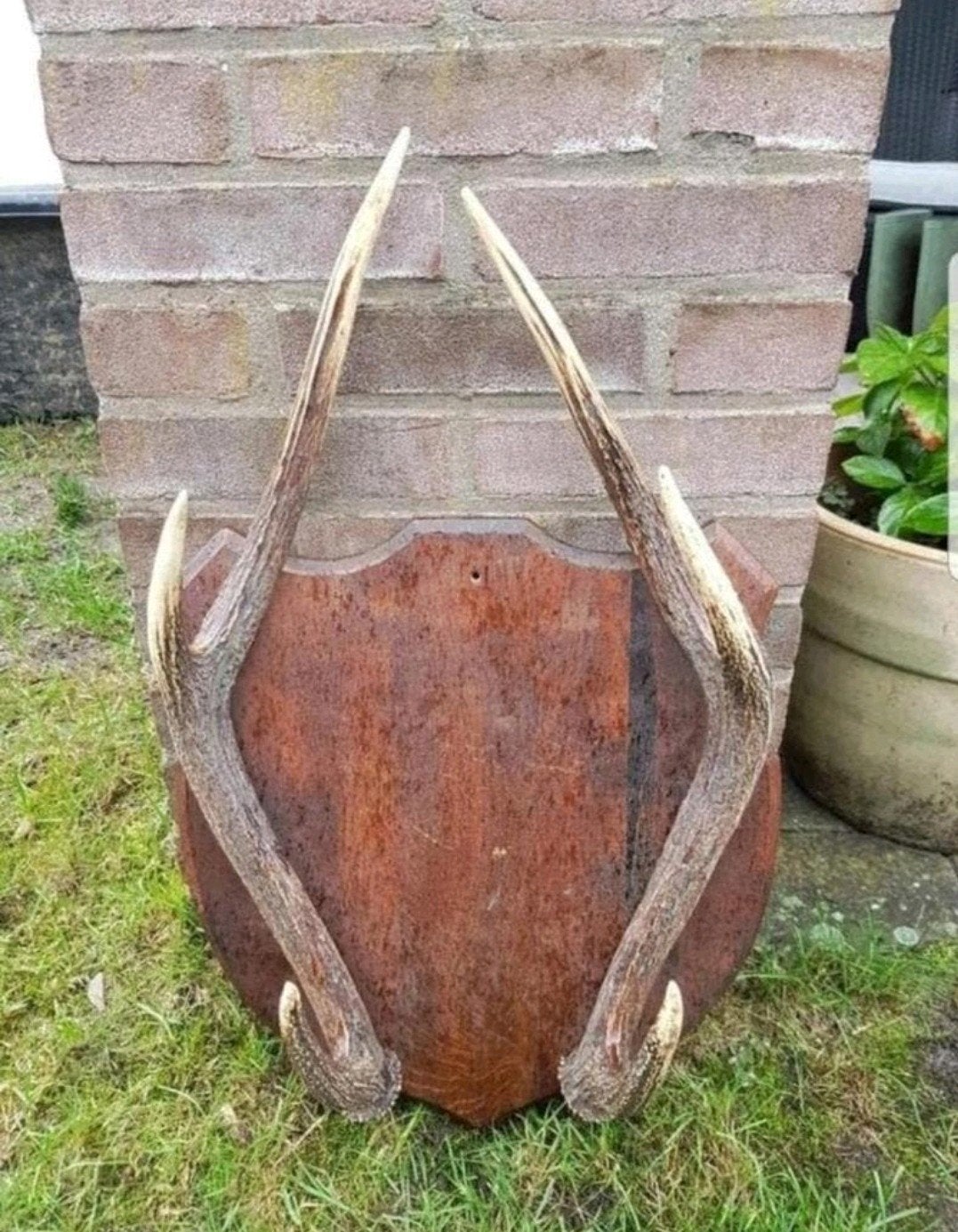 Prachtige Rusa Sambar hert trofee ! Geweien op eiken houten, Verzamelen, Dierenverzamelingen, Ophalen of Verzenden, Zo goed als nieuw