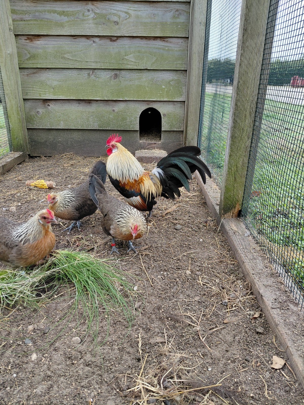 Twee geelpatrijs Hollandse Kriel hennen, Dieren en Toebehoren, Vrouwelijk, Kip