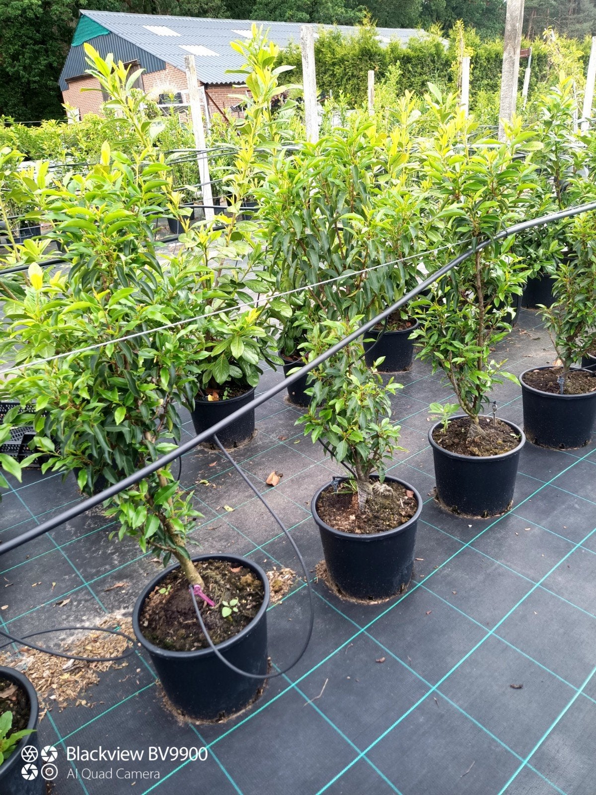 70 Prunus l angustifolia Portugese laurier struiken 80-100cm, Tuin en Terras, Planten | Struiken en Hagen, Ophalen of Verzenden