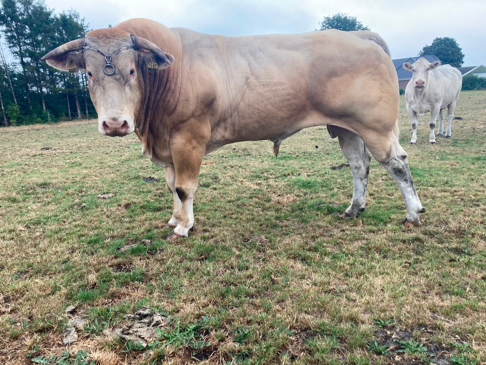 Blonde aquitaine dekstier, Dieren en Toebehoren, Runderen, Mannelijk, 3 tot 6 jaar
