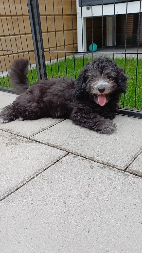 Toy / dwerg poedel puppy's, Poedel, Parvo, Reu, 8 tot 15 weken