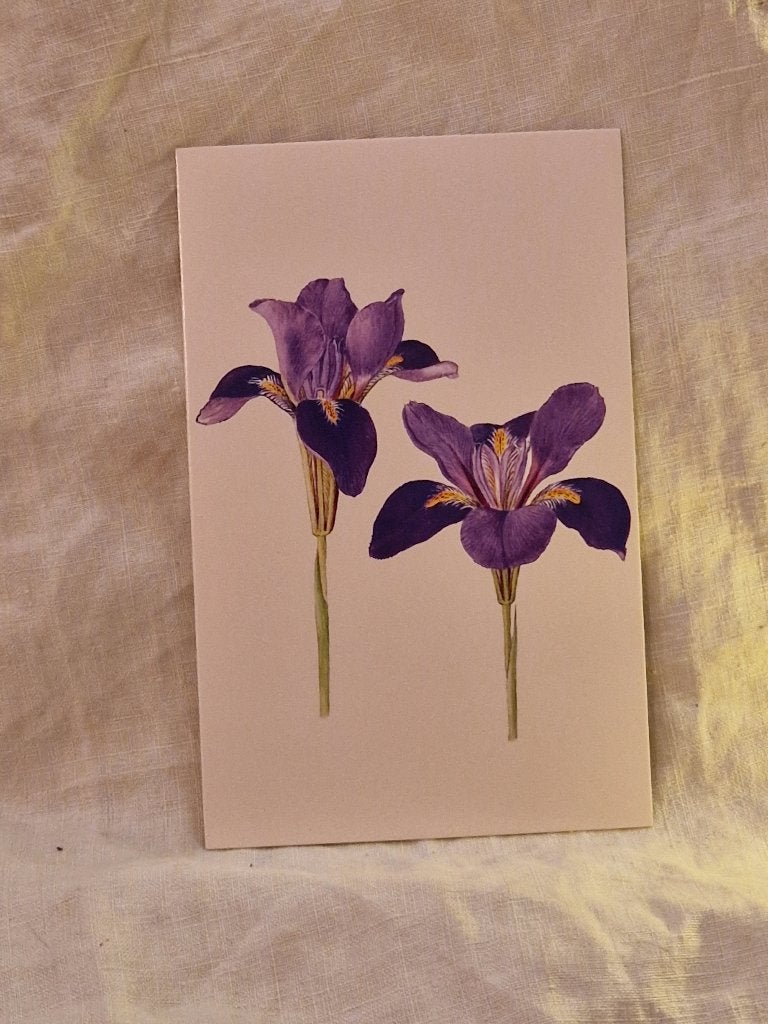 Ansichtkaart. "Twee paarse irissen"., Ophalen of Verzenden, Nieuw, Papier/karton