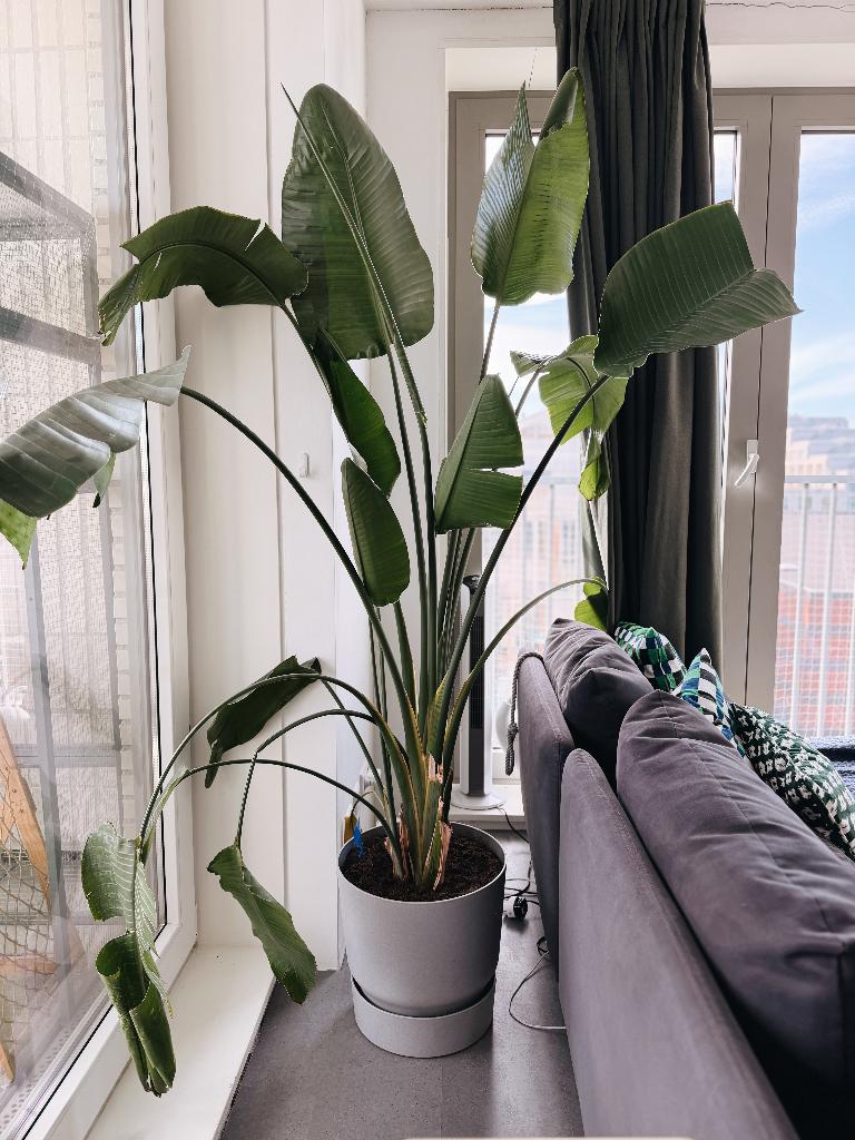 Large Strelitzia Nicolai XL (Bird of Paradise) – 2 Meters!, Ophalen, 200 cm of meer, Overige soorten, Halfschaduw