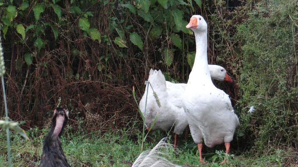 Boeren witte ganzen | Deskundig advies, Dieren en Toebehoren, Pluimvee, Meerdere dieren, Gans of Zwaan
