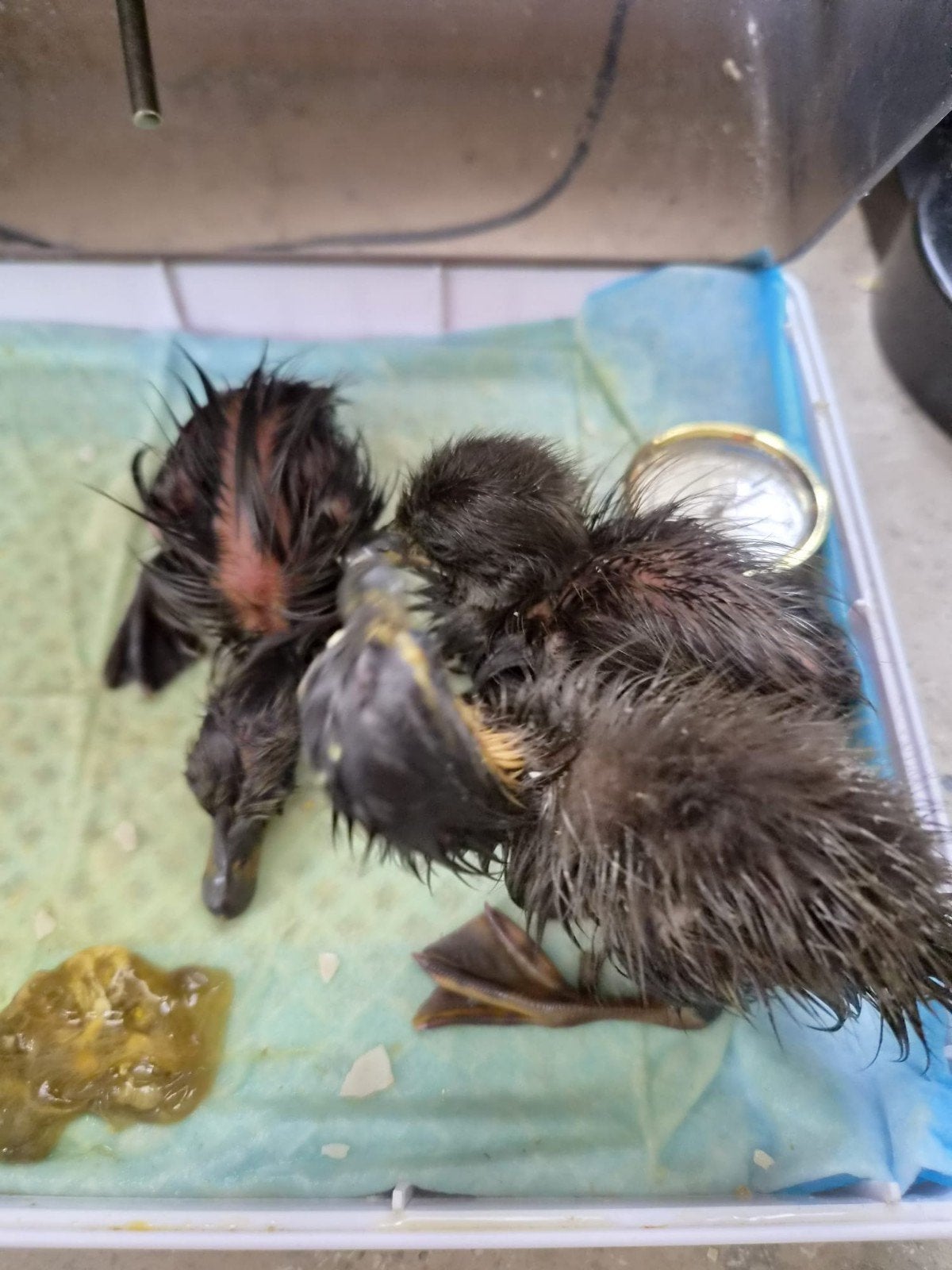 Loopeenden, Dieren en Toebehoren, Pluimvee | Toebehoren, Ophalen, Nieuw, Overige typen